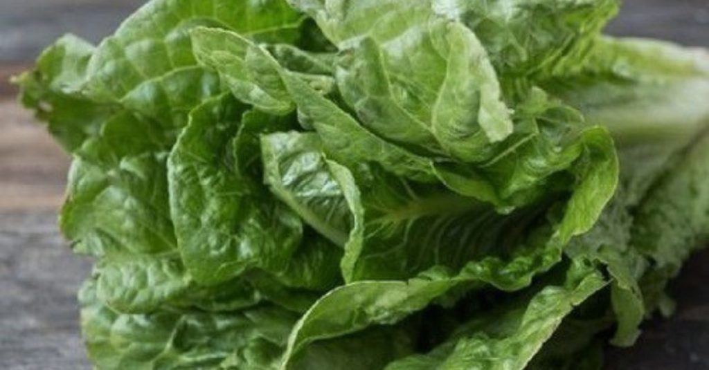 Romaine rau diếp thực phẩm giảm cân hiệu quả 